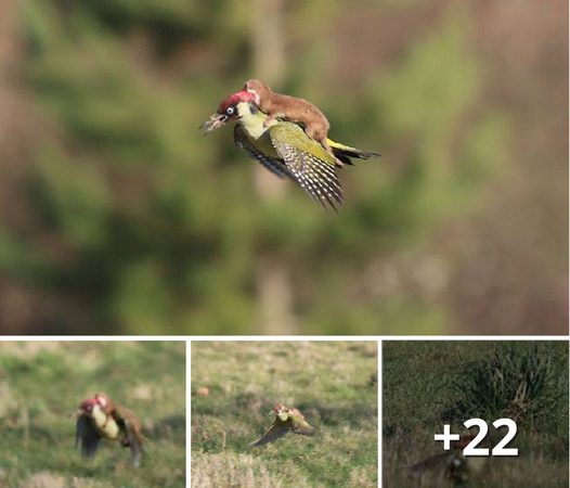 Weasel Embarks on a Magical Journey Riding on the Woodpecker’s Back!