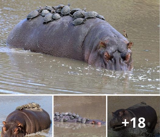 Ambushed by Tiny Turtle Relatives While Sunbathing, the Hippo was Extremely Upset