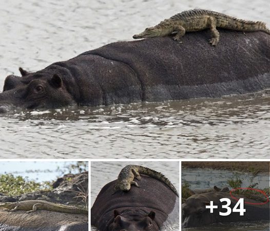 Hilarious Moment: Newborn Crocodile Mistakes Large Hippo for a Rock