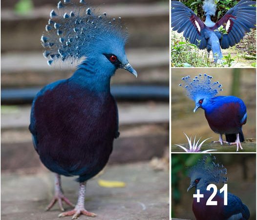 Exploring the Majesty of the Largest Wild Pigeons: The Crowned Pigeons of New Guinea and Australia