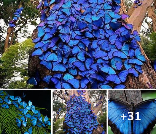 The Enchanting World of Amazon’s Morpho Blue Butterflies: A Photographer’s Magical Encounter