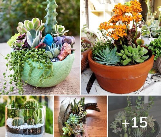 Unlock the Enchantment: 15 Mesmerizing Cactus and Succulent Dish Garden Ideas