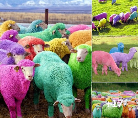 Rainbow Sheep: Nature’s Living Palette of Colorful Wool