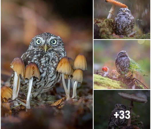 The Hidden Cuteness: A Tale of the Tiny Owl and the Giant Mushroom