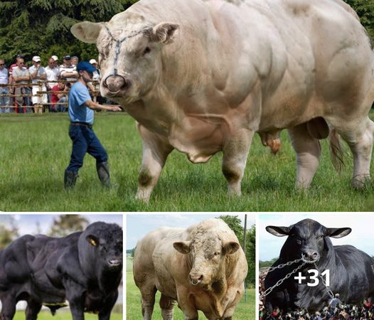 El Gigante: The Record-Breaking Giant Bull That Amazed the World