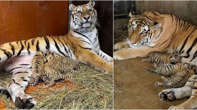 Joyous Arrival: Heartwarming Video Captures the Surprise of Four Newborn Tigers Welcomed by Zoo Employees