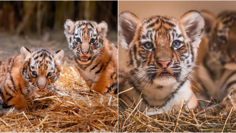 Toledo Zoo’s Twin Tiger Cubs Receive Adorable Names: Ember and Ash