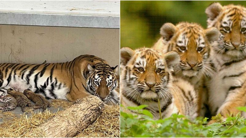 Celebrating Life: Saint Louis Zoo Welcomes Rare Amur Tiger Cubs