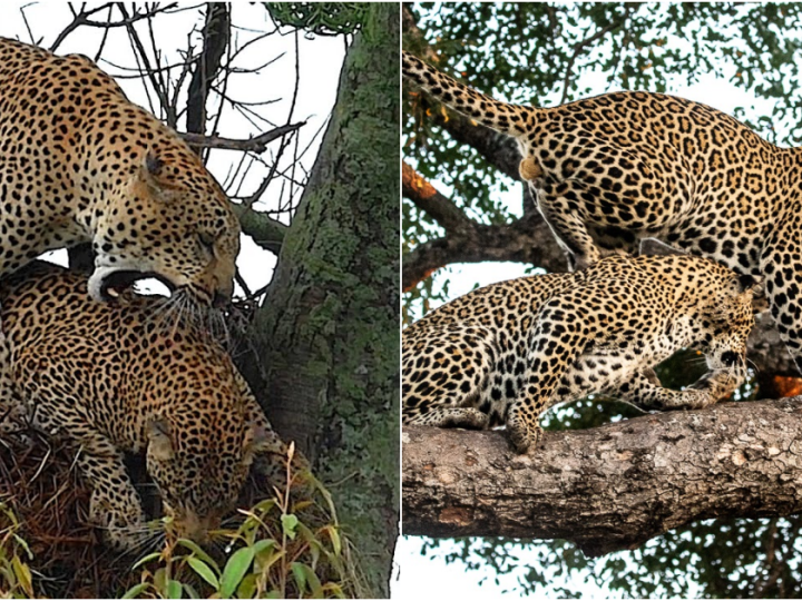 Intriguing Encounters: Uncommon Leopard Mating Behavior Captured in a Bird’s Nest