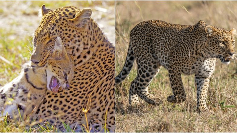 Nature’s Brutal Ballet: Leopard’s Ruthless Hunt for Serval Stuns Masai Mara Safari-Goers (Video)