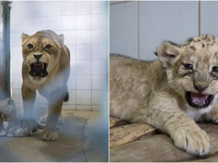 Blossoming Life: Welcoming Newborn Lion Cubs at Kayseri Zoo