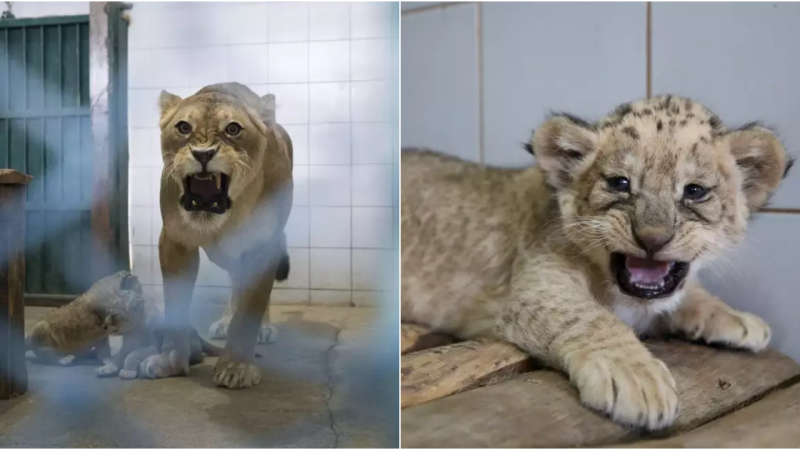 Blossoming Life: Welcoming Newborn Lion Cubs at Kayseri Zoo