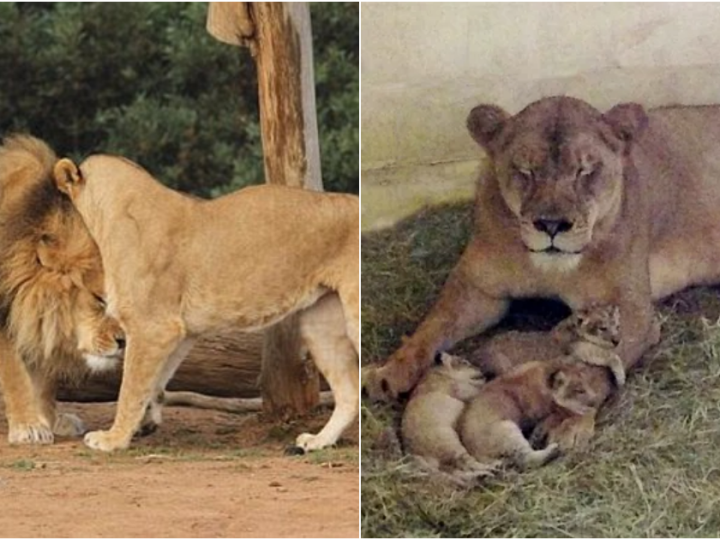 Whispers of Life: A New Dawn for African Lions at Werribee Open Range Zoo