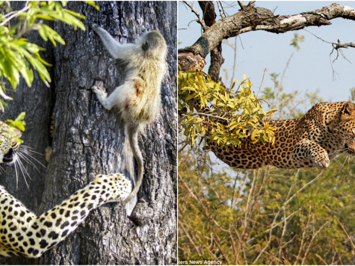 The Dance of Survival: Leopard’s Astonishing Game with Baby Monkey in the South African Bush