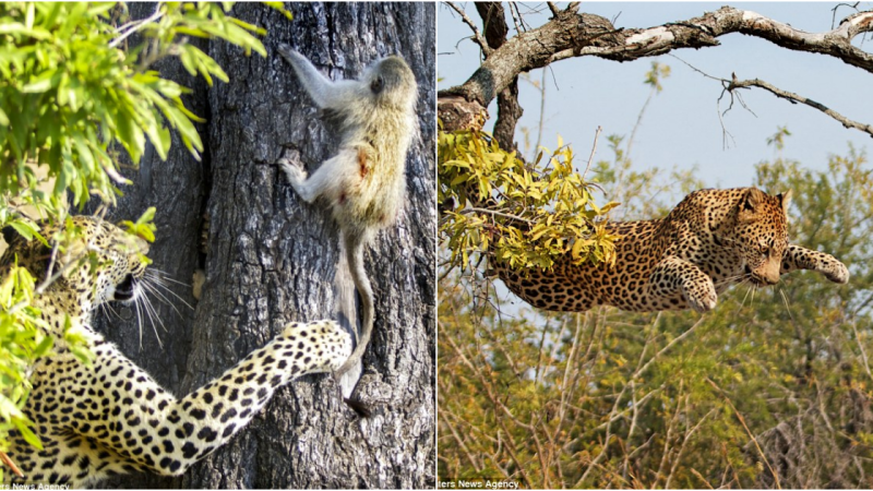 The Dance of Survival: Leopard’s Astonishing Game with Baby Monkey in the South African Bush