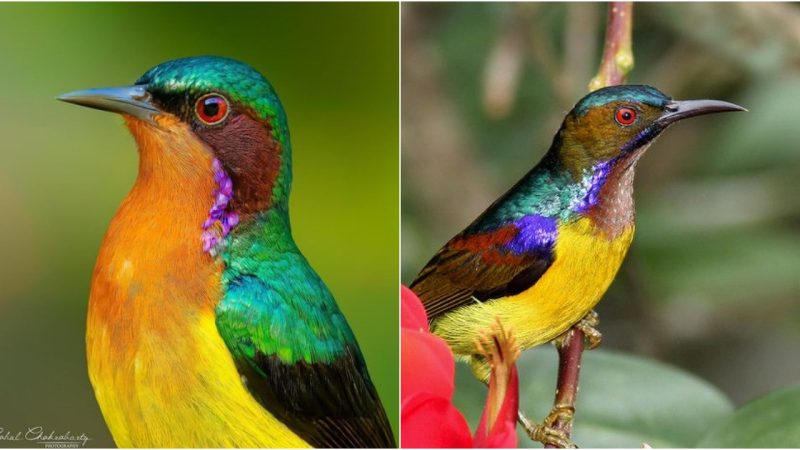 The Radiant Elegance of the Ruby-cheeked Sunbird (Chalcoparia singalensis)