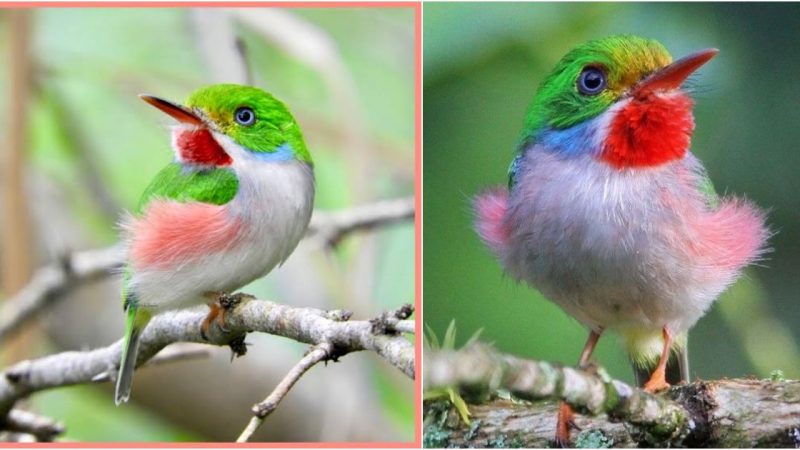 Cuban Tody: A Jewel of the Caribbean Skies