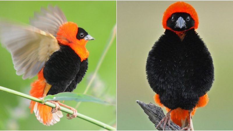 Southern Red Bishop: Nature’s Fiery Maestro