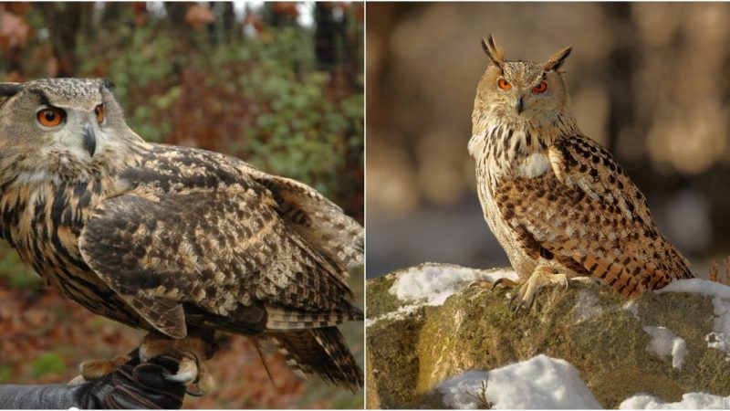 Revealing the Majesty of the Eurasian Eagle-Owl: A Nocturnal Marvel