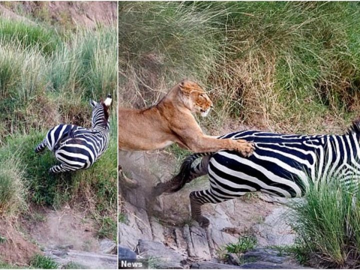 The Daring Escape: Zebra Defies Ambush, Kicking Lioness to Safety