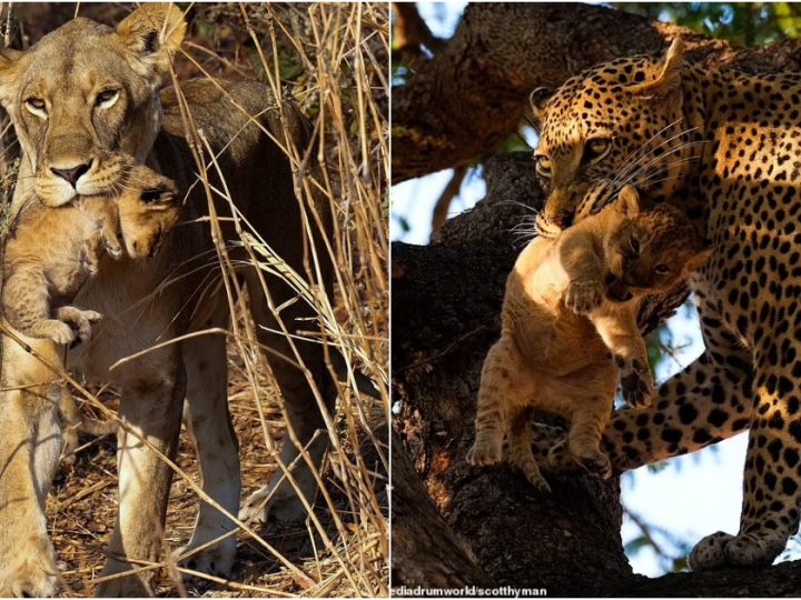 Tragedy Unfolds: Leopard Seizes Opportunity, Claims Lion Cub as Prey