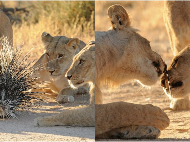 A Thorny Feast: Lion Cub’s Painful Encounter with Porcupines in the Kalahari Desert