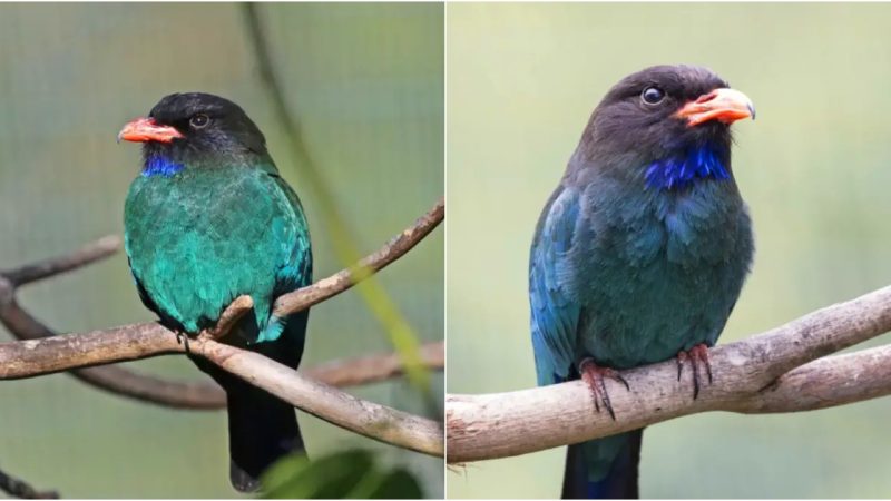 Unveiling the Splendor of the Oriental Dollarbird: A Sky-Blue Marvel