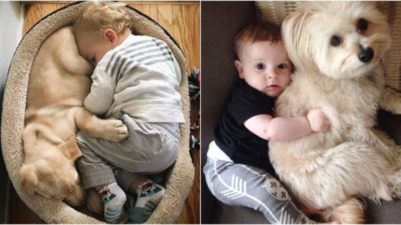 Family Ties Beyond Species: The Endearing Bond Between Children and Their Animal Companions