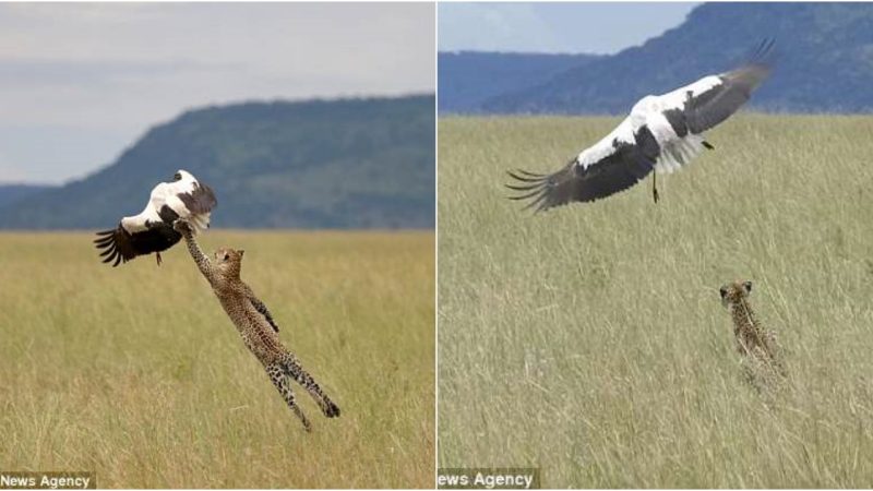 Remarkable Escape: Bird Outsmarts Leopard’s Hunting Strategy