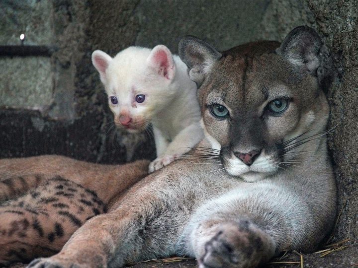 Rare Albino Puma Cub Born in Nicaraguan Zoo