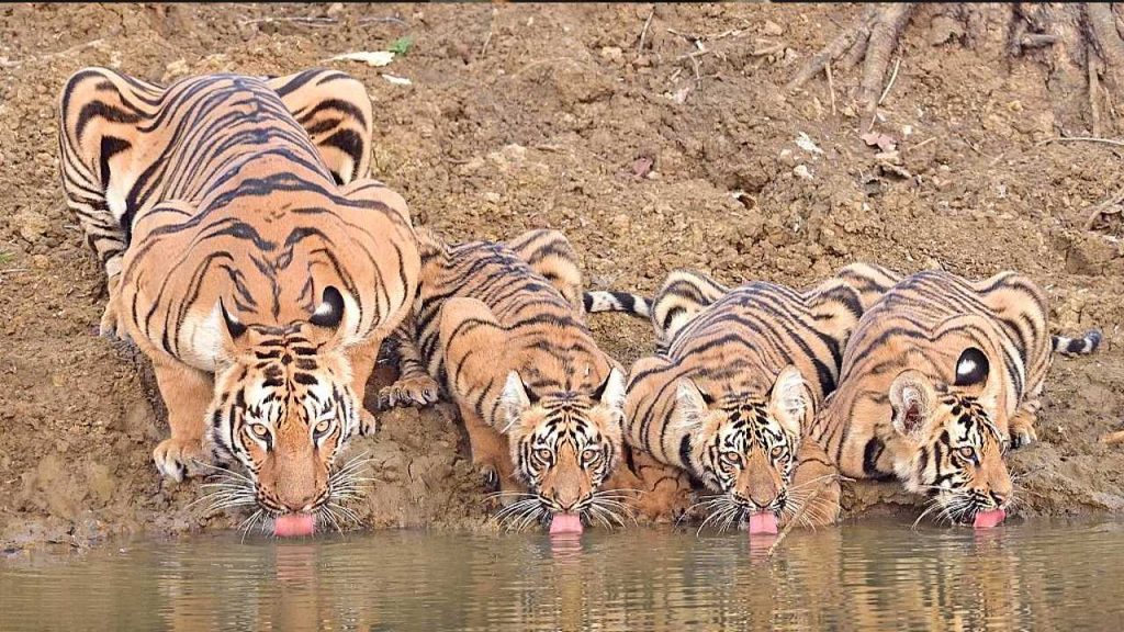 Mesmerizing Wildlife Footage: Tigers’ Serene Water Oasis with Family ...