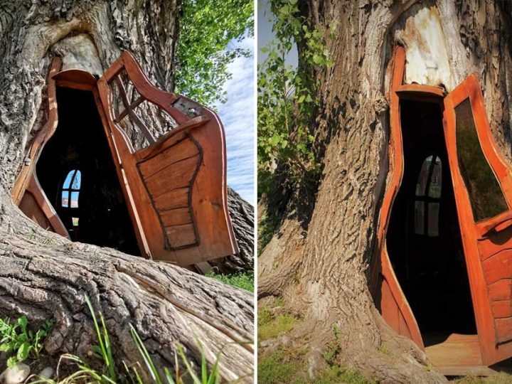A house in a tree hollow, Topola Tekla in Chudów, Poland ‎