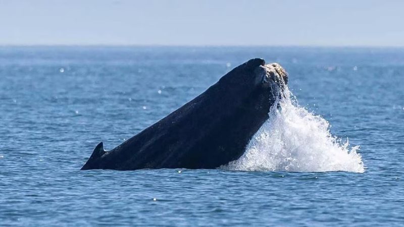 A humpback whale in Washington state is missing its tail. One expert calls the sight ‘heartbreaking’