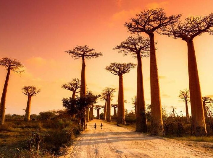 Walking Down The Avenue Of The Baobabs | Madagascar