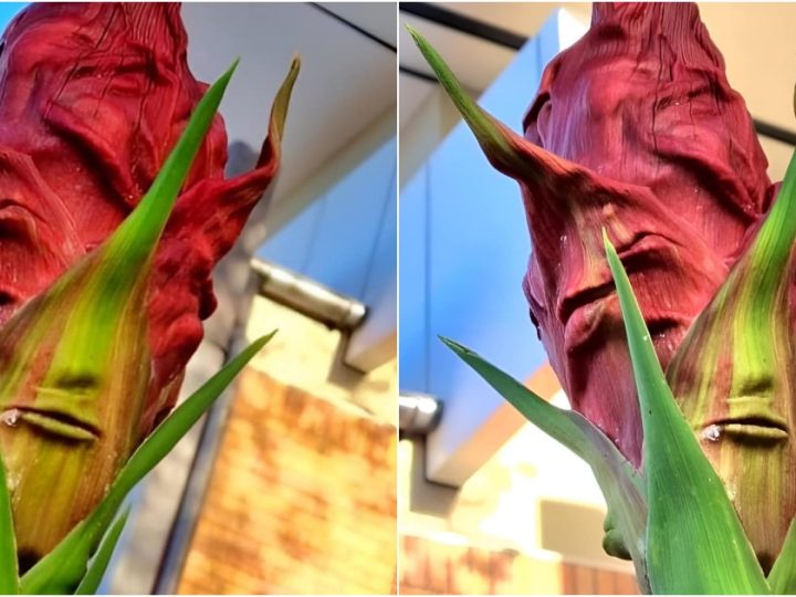 My Friend Sent Me These Photos of a Plant Growing Outside Her Work—How Does It Have the Perfect Mouth, Nose, and Eyes?