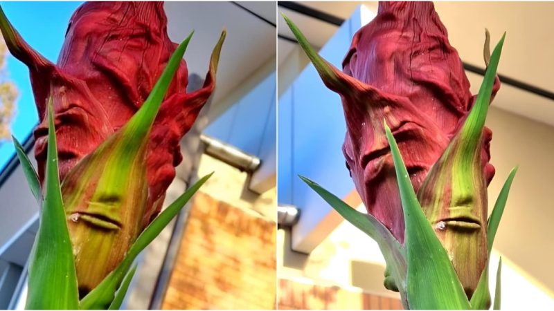 My Friend Sent Me These Photos of a Plant Growing Outside Her Work—How Does It Have the Perfect Mouth, Nose, and Eyes?