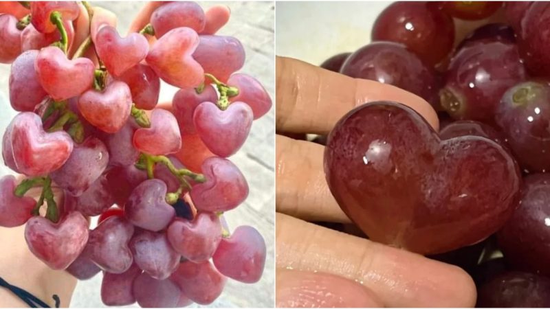 Heart-Shaped Plum Grapes: “My Heart Grapes”