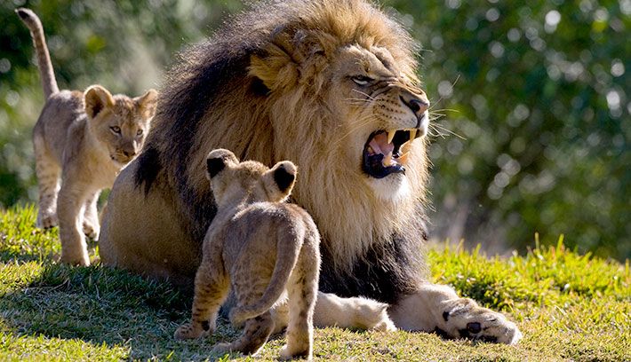 When Dad’s Got Your Back! A Heartwarming Moment with Lemek Male Lion and His Cub