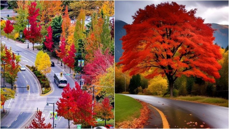 Fall Colors in Vancouver, Canada: A Mesmerizing Seasonal Transformation 🍁🍂