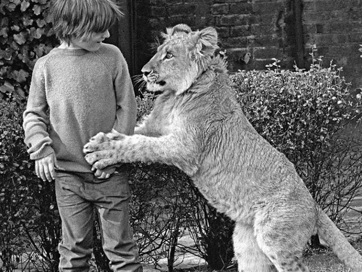 Unbelievable photos and stories of lions being kept as pets before being returned to the wild but always remembering their former owners