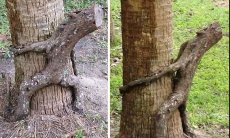 Nature’s Sculptures: The World’s Most Unique Trees