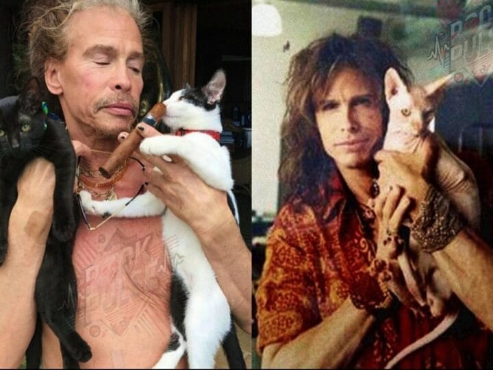  Steven Tyler’s New Mission: A $1 Million Promise of Compassion and Cats 