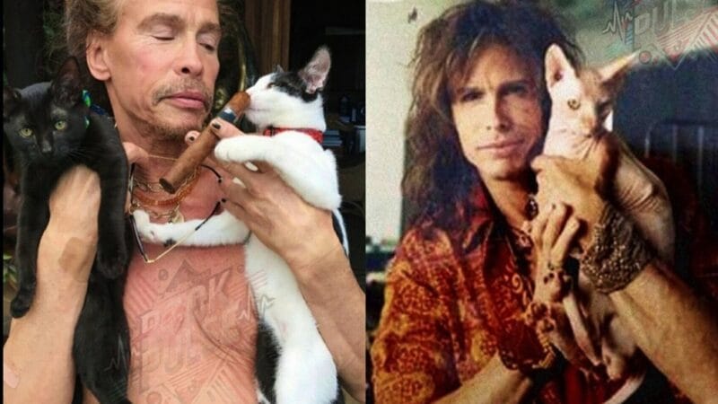 Steven Tyler’s New Mission: A $1 Million Promise of Compassion and Cats