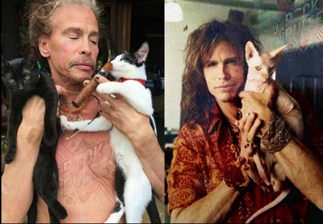 Steven Tyler’s New Mission: A $1 Million Promise of Compassion and Cats