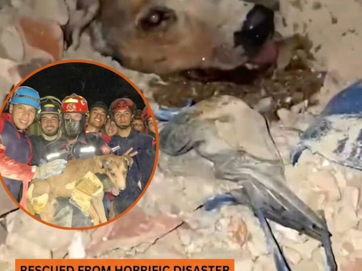 Rescue Team Saves Dog Buried Under Rubble After Venezuela Earthquake