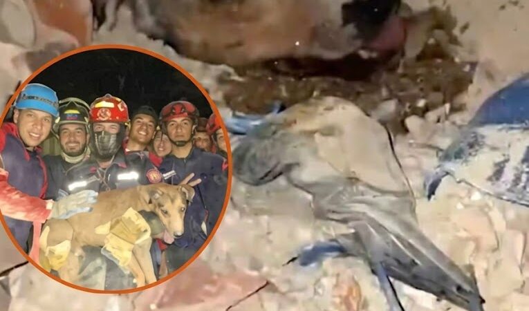 Rescue Team Saves Dog Buried Under Rubble After Venezuela Earthquake