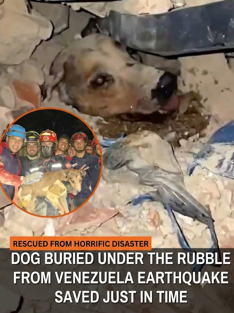 Rescue Team Saves Dog Buried Under Rubble After Venezuela Earthquake