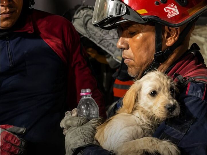 THIS TINY PUPPY WAS PULLED FROM EARTHQUAKE RUBBLE IN CARACAS AND FOUND SAFETY IN A RESCUER’S ARMS