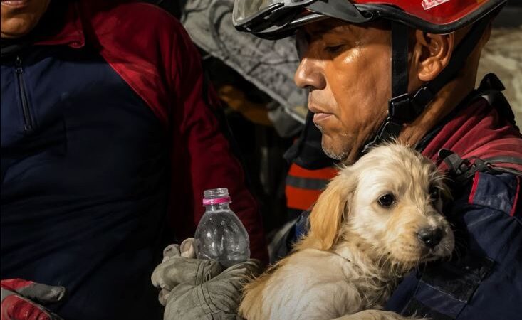 THIS TINY PUPPY WAS PULLED FROM EARTHQUAKE RUBBLE IN CARACAS AND FOUND SAFETY IN A RESCUER’S ARMS