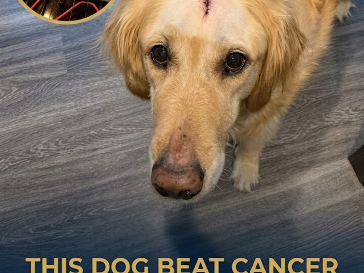 THIS DOG BEAT CANCER THEN GOT THE STEAK DINNER HE DESERVED